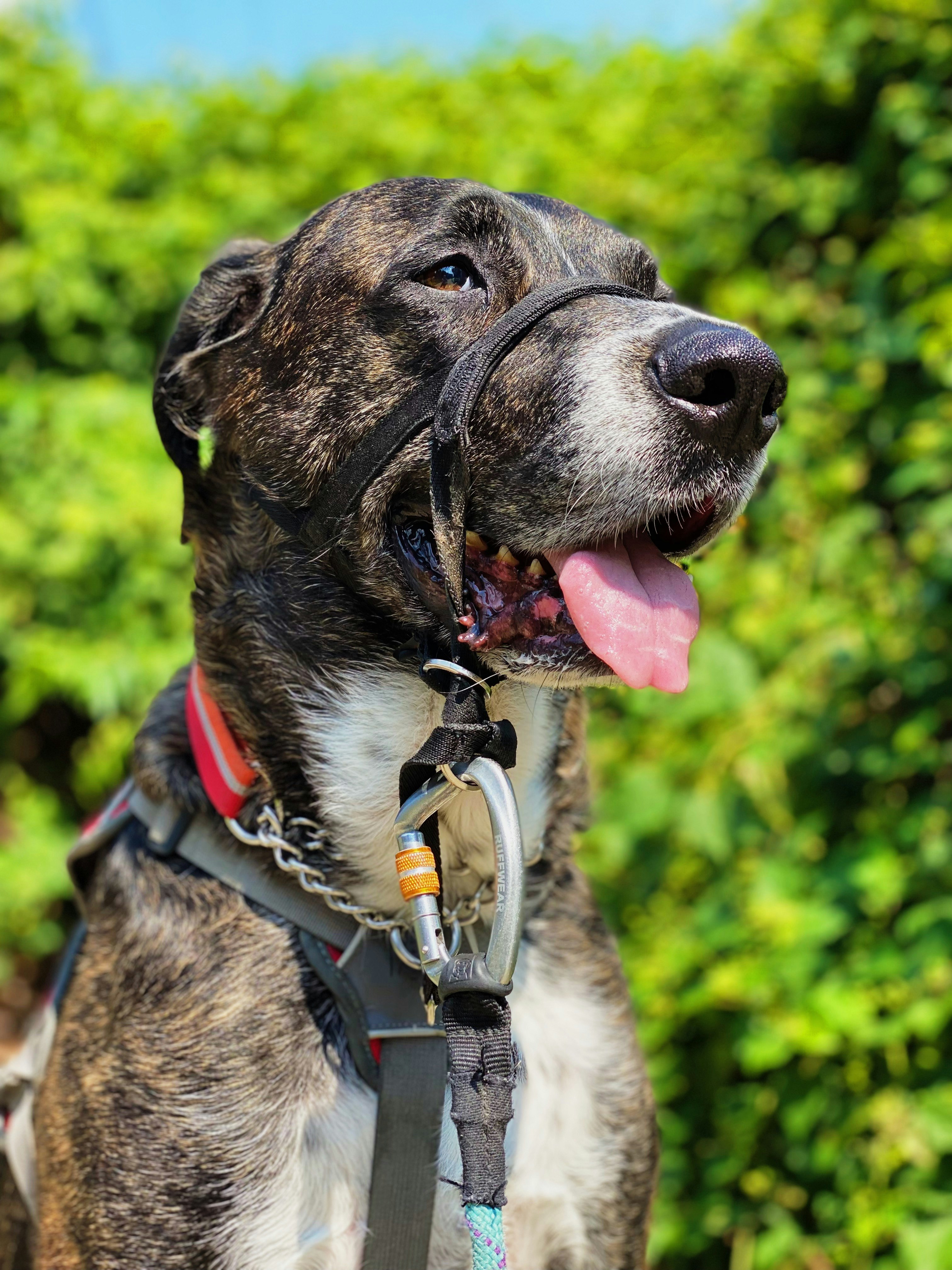 brown and white short coated dog with blue and white collar